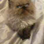 Male Seal Point Persian Kitten