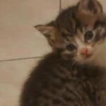 2 kittens for sale - 1 male, 1 female