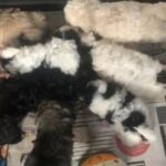 Lhasapoos Lhasa apso x poodle