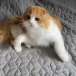 Ginger and white kitten.