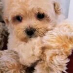 maltipoo puppies