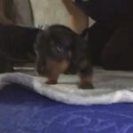 miniature dachshunds