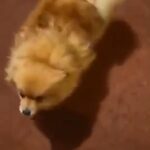 Pomeranian male poppy