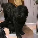 Black Russian Terrier Pups