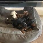 mini daxi pups