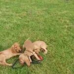 Beautiful Golden Cocker Spanial Puppies