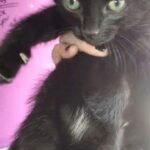 Two male kittens