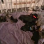 beautiful litter of miniature schnauzer