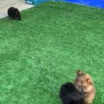 chow chow puppy's