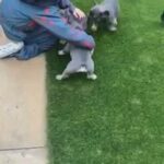 lilac&tan french bulldogs