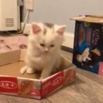 kitten