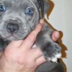 Staffordshire Bull Terrier Puppies fully health tested