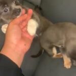 4 chihuahuas for sale