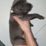 health tested blue SBT pups