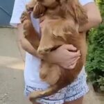 adorable cocker spaniel