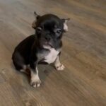 french bulldog carry’s the L1 fluffy gene kc registered