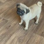 3 full breed pug puppies