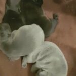 French bull dogs