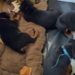 Rottweiler pups in Paisley