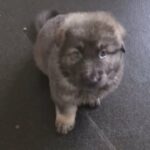 German Shepherd Puppies