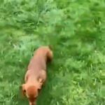 KC REGISTERED STANDARD BOY DACHSHUND PUPPY