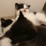 Grey and white kittens