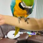 Silly tame blue and gold macaw for sale in West Midlands