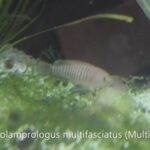 Neolamprologus multifasciatus (Multies) Shell Dwellers in Weymouth