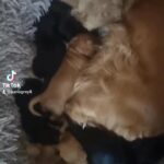 F1 Cockapoo puppies