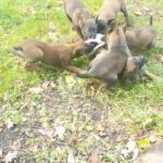 malinois x GSD puppies for sale in Northwood