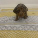 chocolate dapple pup (DACHSHUND)