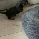 Black and Tan male