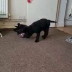 1 female German Shepherd