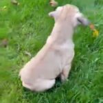 French bulldog puppy (boy) KC, Pedigree