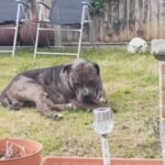 Merle Xl bully stud