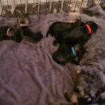 kc Miniature schnauzers puppies