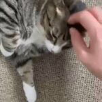 Martin needs a new family