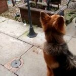 Nervous german shepherd girl..