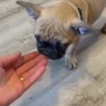 French bulldog puppy, KC, Pedigree