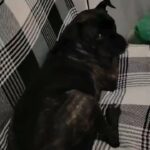 5 year old staffy