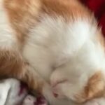 beautiful kittens