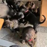 Staffordshire bull terrier puppies ready to leave in Longridge