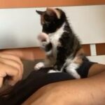 Calico female, 9weeks