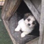 Selling Puppies Full Pedigree 1 boy 3 girls
