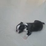 Boston terrier boy
