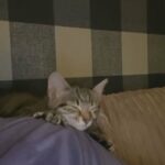 female tabby cat