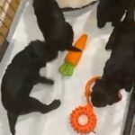 working cocker spaniels