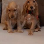 Adorable cocker spaniel puppies