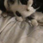 cute kitten for sale