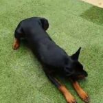 Outstanding European Doberman
